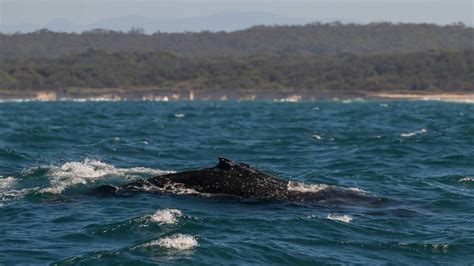 Whale Watching Season Is In Full Swing Off The Hastings Coastline