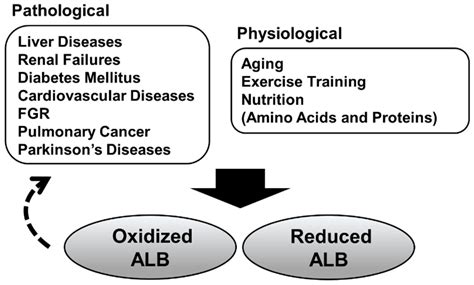 Antioxidants Free Full Text Serum Albumin Redox States More Than