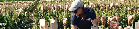 Sorghum Breeding Research Development Sorghumpartners