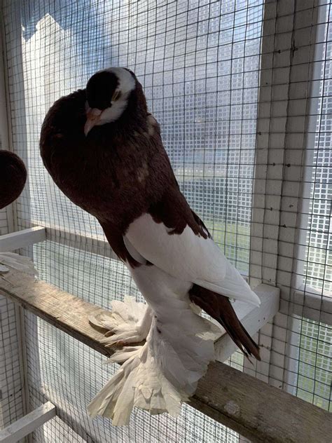 Young Red Reversed Wing Male for Sale - 330