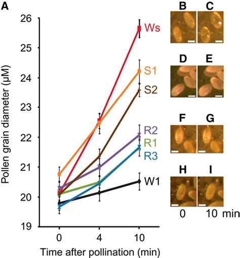 Figure 1 From Cellular Pathways Regulating Responses To Compatible And Self Incompatible Pollen