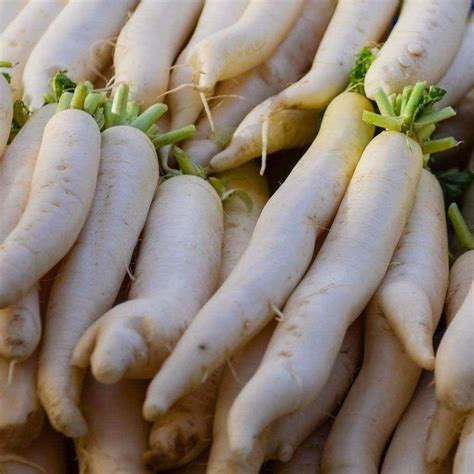 Raphanus Sativus Longipinnatus Daikon Oriental Radish Minowase 10 Seeds