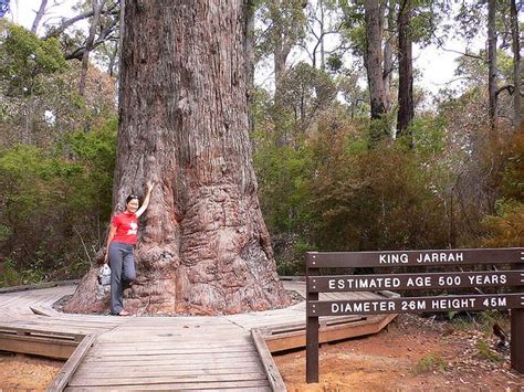 King Jarrah Tree - Visit Bunbury Geographe