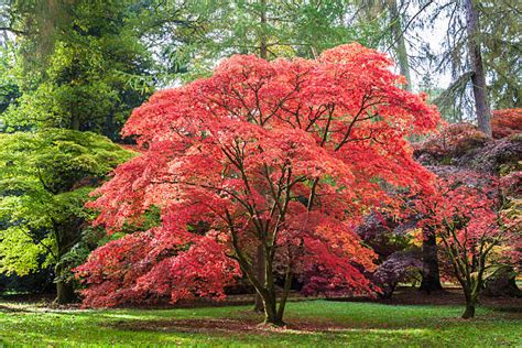 10,200+ Maple Tree Bark Stock Photos, Pictures & Royalty-Free Images ...