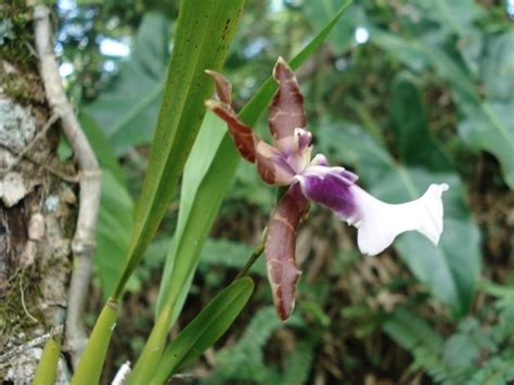 Flora Da Serra Ra Zes Da Mantiqueira Orqu Dea Nova No Meu Jardim