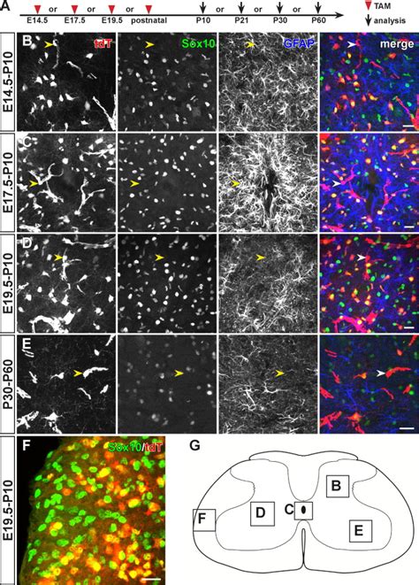 During Development Ng Glial Cells Of The Spinal Cord Are Restricted To