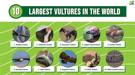 The Top 10 Largest Vultures In The World A Z Animals