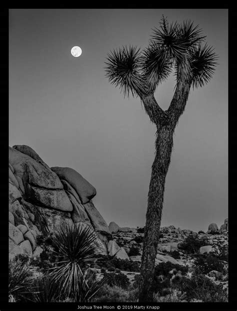 Joshua Tree Moon Marty Knapp