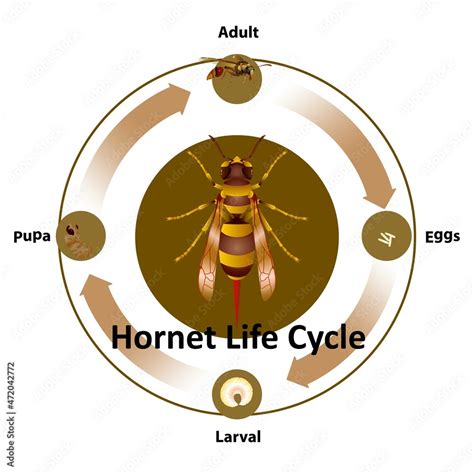 Hornet Life Cycle. Stock Vector | Adobe Stock