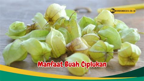 Cegahan Penyakit Kronis Intip 6 Manfaat Buah Ciplukan Untuk Kesehatan