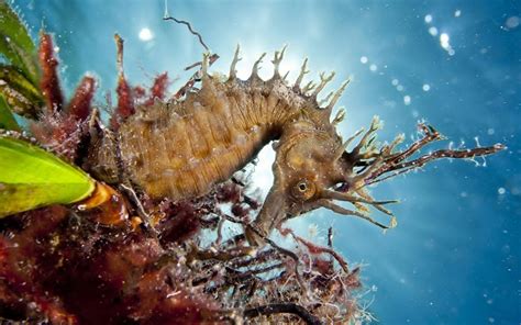 Stunning Seahorse A Captivating Hd Wallpaper