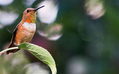 Hummingbird Habitat | Audubon Rockies