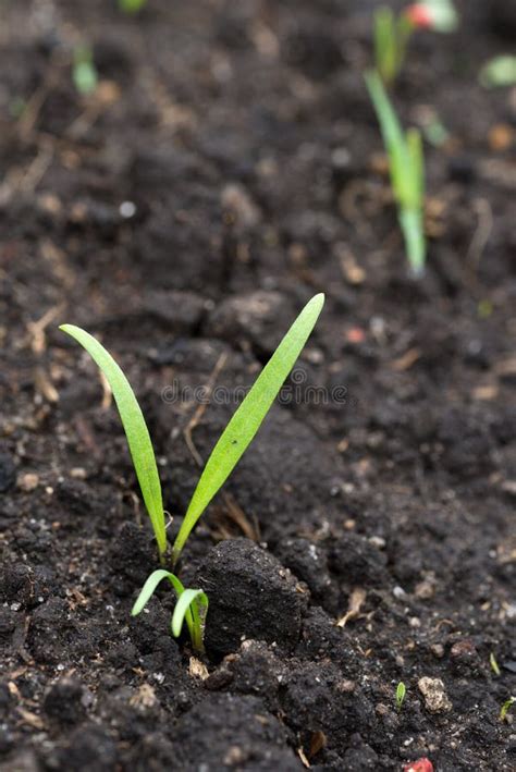 Spinach Sprout Stock Image Image Of Ground Nature 271969421