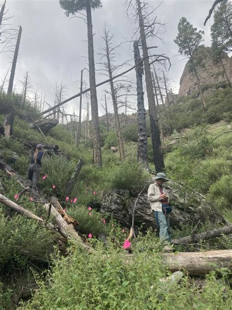 Southwest Rare Plants Institute For Applied Ecology