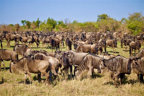 Herd of Wildebeest Standing on Green Grass Field · Free Stock Photo