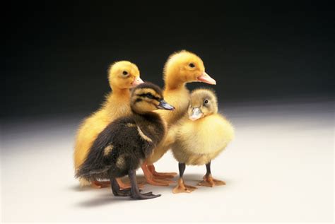 Yellow Ducks For Sale Shop For Wholesale Baby Ducks For Sale For Fun