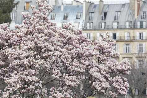 TUILERIES GARDEN PART 2 – SPRING AND SUMMER — Parisian Moments