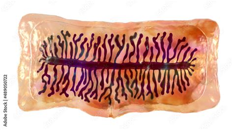 Proglottid Of Tapeworm Taenia Saginata Stock Illustration Adobe Stock