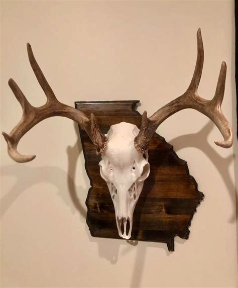 State Shaped European Skull Mount Plaques Etsy Deer Hunting Decor Deer Skull Mount Hunting