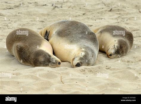 Australian Sea-Lion Neophoca cinerea Endangered species, Photographed ...