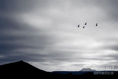 Geese Flying South for Winter Photograph by Silken Photography - Fine ...