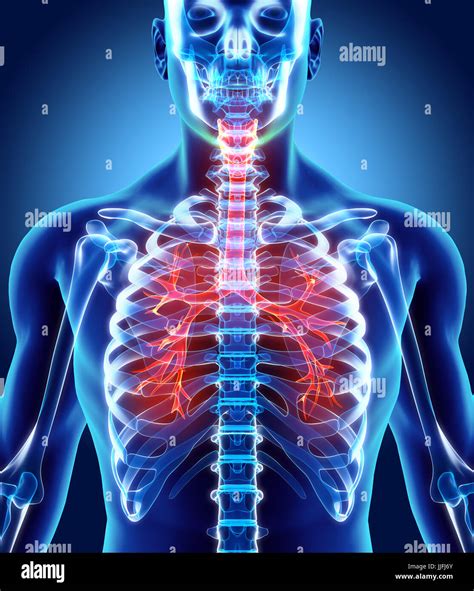 3d Illustration Of Larynx Trachea Bronchi Part Of Respiratory System