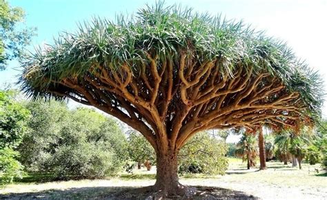 Dragon Blood Tree Seeds to Grow 6 Seeds Dracaena Draco - Etsy