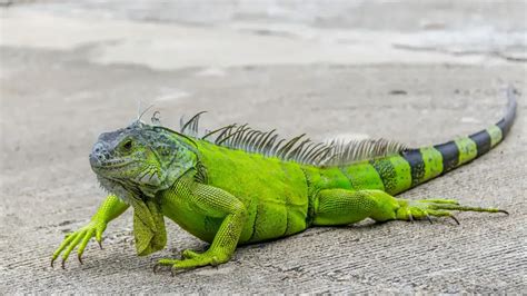 What To Do When Your Iguana Has Worms Deworming Iguana