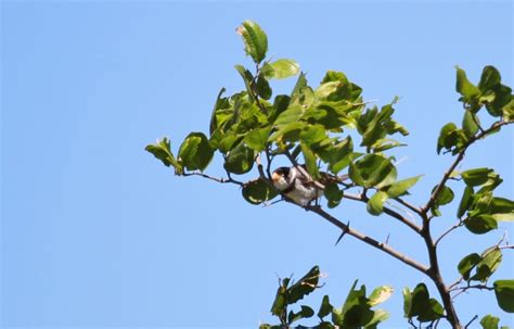 Foto Golinho Sporophila Albogularis Por Antonio Nobre Wiki Aves A