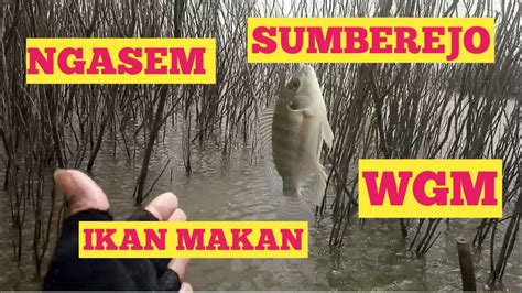 WGM Ikan Masih Suka Sayur Mancing Nyobok Wgm Terbaru Mancing Ikan