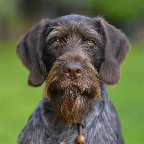 @ugurcamuzcu© GERMAN WIREHAIRED POINTER (Deutsch Drahthaar) | German shorthaired pointer dog ...