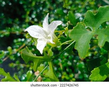 1,552 Coccinia Grandis Flower Images, Stock Photos & Vectors | Shutterstock