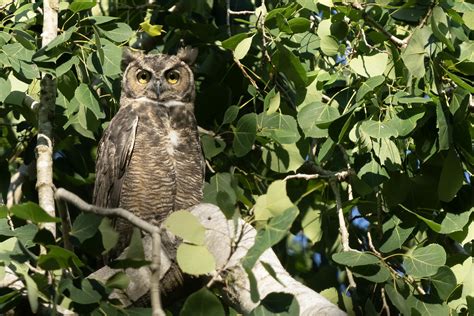 Great Horned Owl Ken Cheng Photography Flickr