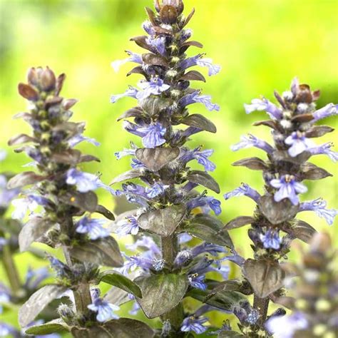 Buy Ajuga Reptans Atropurpurea 9 Cm Affordable Uk