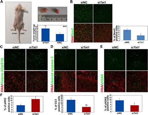 Tet Gene Silencing In Tumors Promotes Tumor Growth In Vivo A A