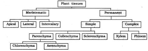 Ncert Solutions For Class 9 Science Chapter 6 Tissues