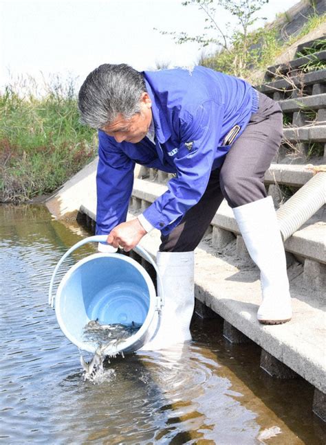 稚アユ7万匹 山国川に放流 中津の地元漁協 ／大分 毎日新聞