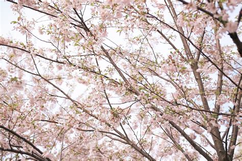 Cherry Blossoms In Trinity Bellwoods Park Nataliastyle