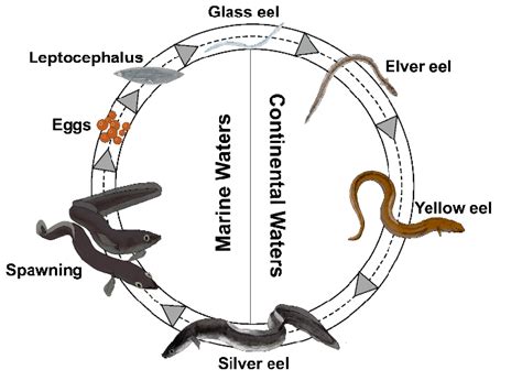 The life cycle of the European eel (Anguilla anguilla). | Download Scientific Diagram