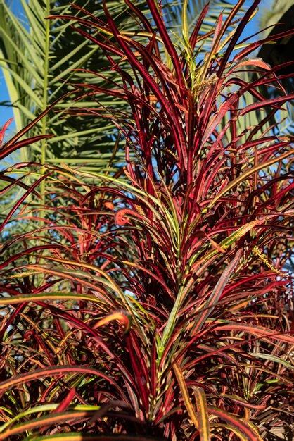 Croton De Fogo Ou Folhagem De Codiaeum Variegatum Closeup Folhas Muito