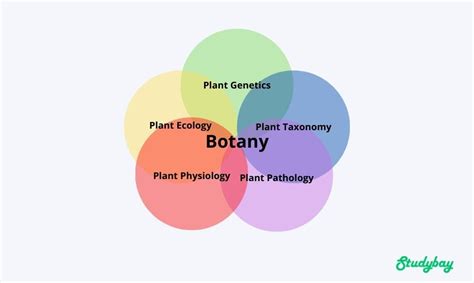 What is Botany ☘ Meaning of Botany in Science and as Career Path