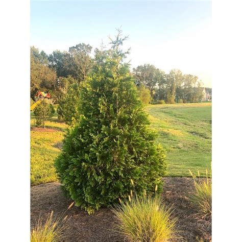 500 Green Giant Arborvitae Seeds Crerssal Al Gov Br