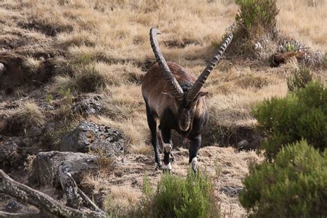 Ethiopia's wildlife - Aardvark Safaris