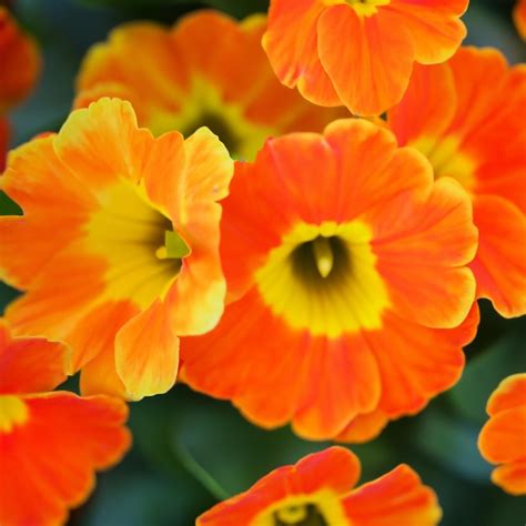 Premium Ai Image Closeup Orange Petals Gerbera Daisy Transvaal Spring