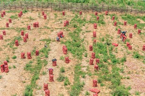 Cultivos De Papa Cosechada En Am Rica Del Sur Foto Premium