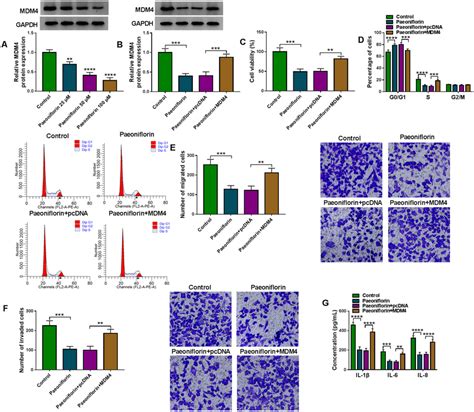 MDM4 Overexpression Reverses The Role Of Paeoniflorin In RA FLSs A