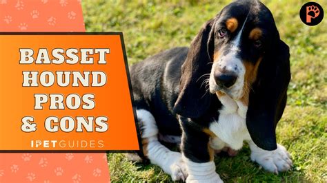 Pros And Cons Of Owning A Basset Hound Youtube