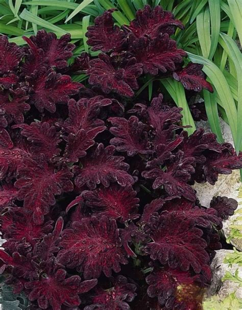25 Count Black Dragon Coleus Seeds - Etsy