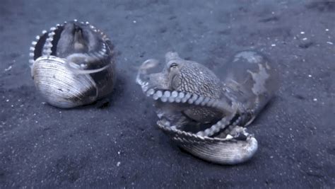 Битва осьминогов. | Пикабу