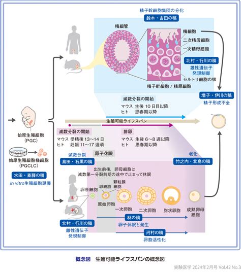 実験医学：不妊の原因解明に挑む生殖細胞研究〜発生と老化の時間軸で卵子・精子の動態を解明し、新たな生殖医療の創出へ 羊土社